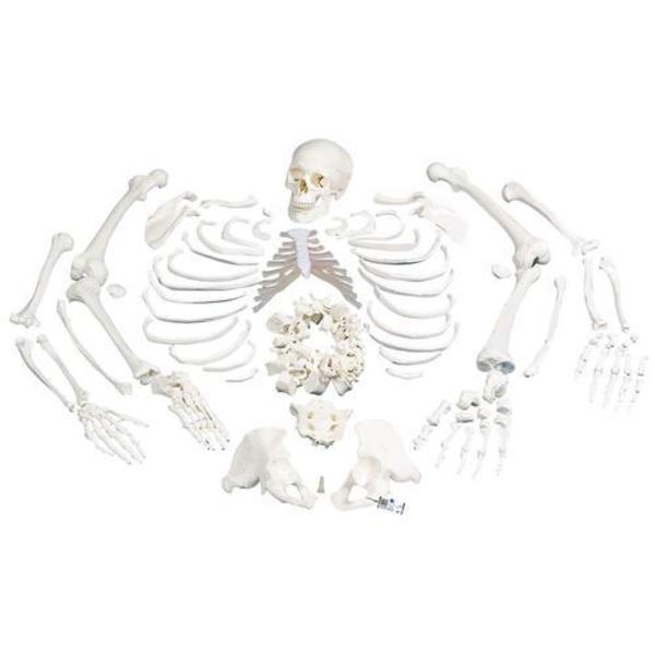 3B Scientific Disarticulated Full Skeleton - w/ 3B Smart Anatomy 1020157